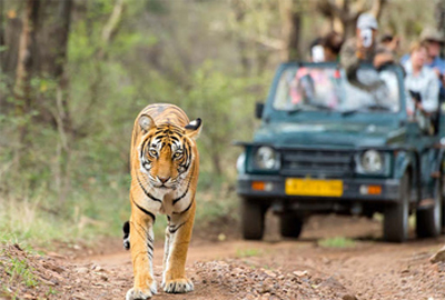 Wildlife Tour Packages